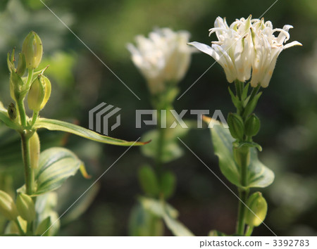 white-nosed little cuckoo, bloom, blossom 3392783