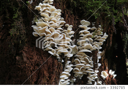 pleurocybella, mushroom, mushrooms 3392785