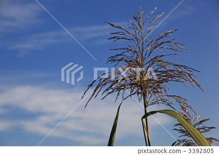 東北野生稻 植物 植物學 3392805