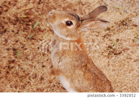 一隻兔子 3392852