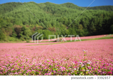 Nagano Minowa Red Soba no Sato 3392857