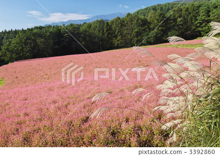 Nagano Minowa Red Soba no Sato 3392860