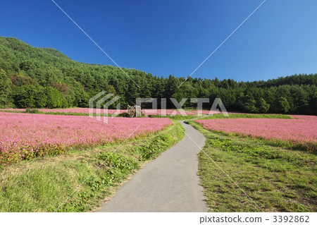 Nagano Minowa Red Soba no Sato 3392862
