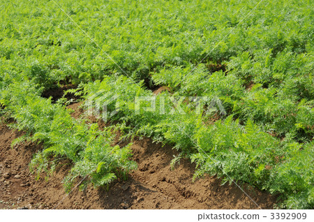 Carrot field Carrot field 3392909
