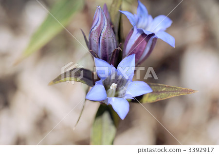 Gentian Gentian 3392917