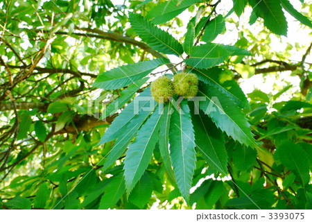 Loire regional chestnuts Loire regional chestnuts 3393075