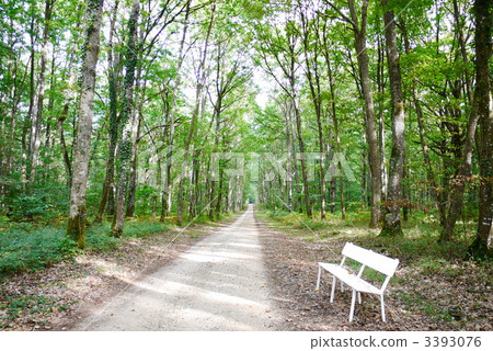 Loire region beech forest 3393076