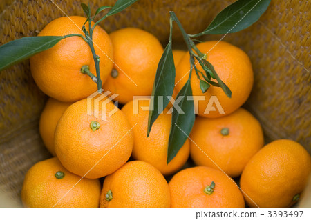 Harvesting of Wenzhou oranges Harvesting of Wenzhou oranges 3393497