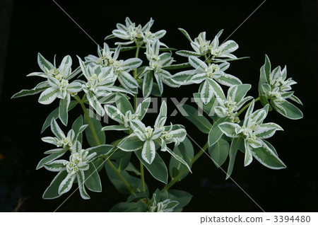 雜色大戟 山上的雪 白色保證金大戟 3394480