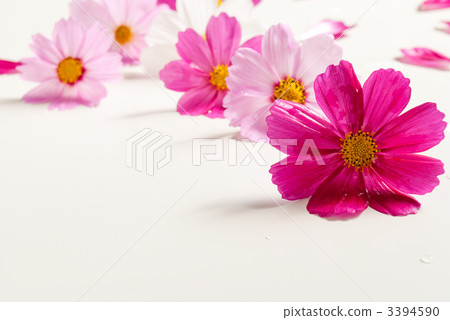 bloom, blossom, blossoms 3394590