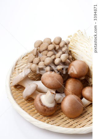 蘑菇集合 3394871