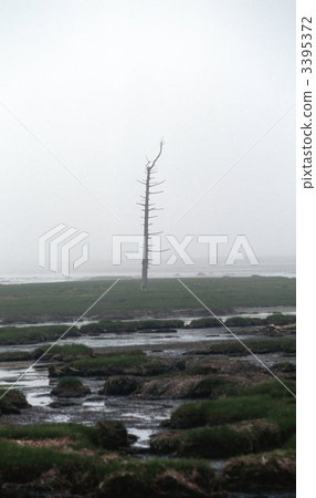 Todoara in the Noshi peninsula 3395372