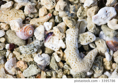 Shell and corals background 3395786