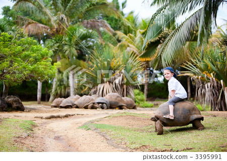 Riding Giant Turtle Riding Giant Turtle 3395991