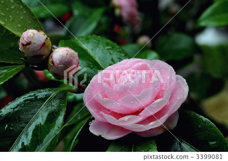 camellia japonica, otome camellia, camellia 3399081