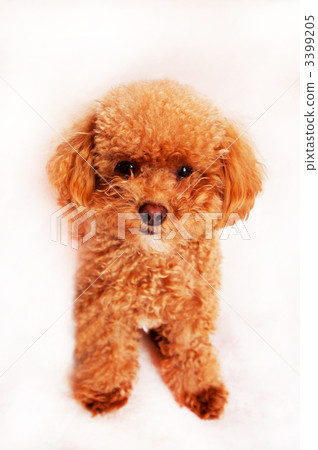 蓬鬆的頭玩具貴賓犬 蓬鬆的頭玩具貴賓犬 3399205