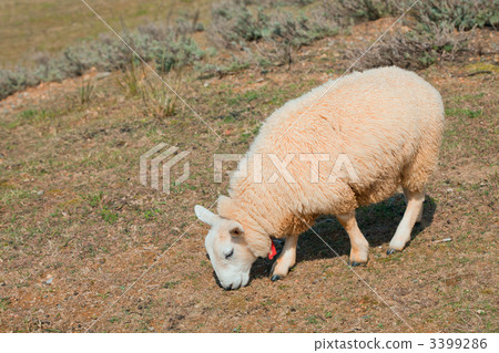 A sheep 3399286