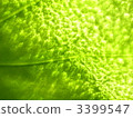 Green vein vein glass texture 2 3399547