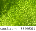 Green leaf vein glass texture 3 3399561