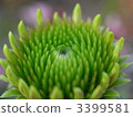 Echinacea · Pulpurea 1 3399581