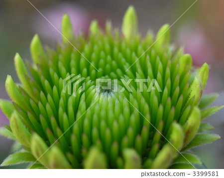 紫錐菊·Pulpurea 1 3399581
