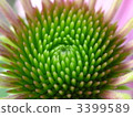 Echinacea · Pulpurea 2 3399589
