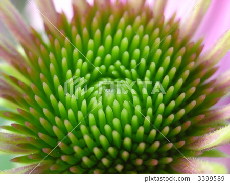 Echinacea · Pulpurea 2 3399589