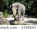 asian elephant, elephant, tennoji 3399645