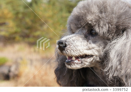 玩具獅子狗灰色室外 3399752
