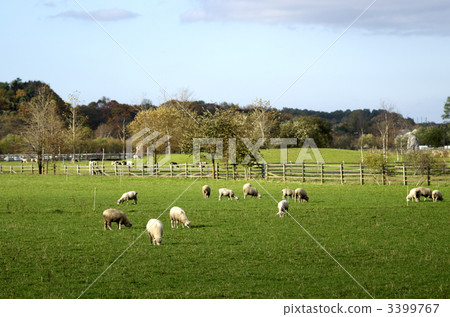 A sheep 3399767