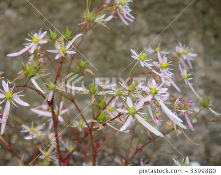 虎耳草柳杉 野草 野花 3399880