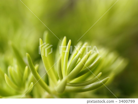 Mexican comforts of Sedum 3400799