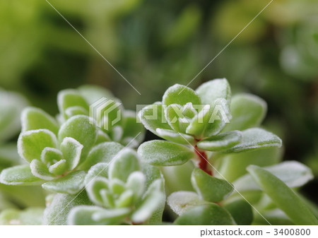 Sedum's Marubeni Banzai 3400800