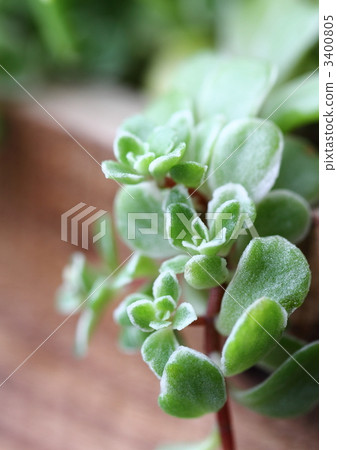 Sedum's Marubeni Banzai Sedum's Marubeni Banzai 3400805