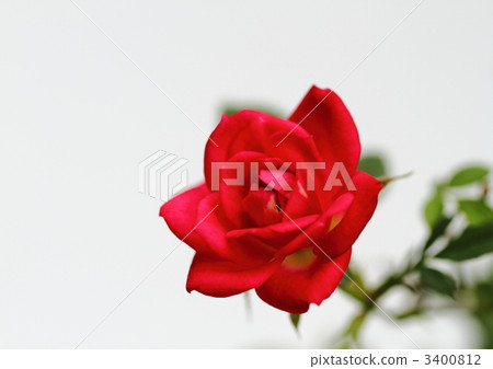 迷你玫瑰的茜（切碎的玫瑰） 3400812