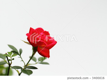 迷你玫瑰的茜（切碎的玫瑰） 3400816