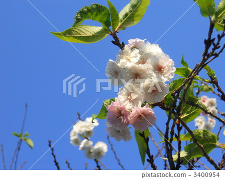 winter cherry blossom, winter sakura, october cherry blossoms 3400954