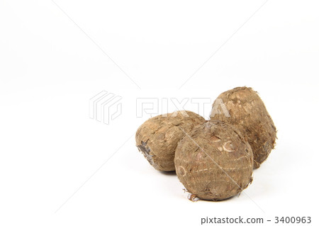 Taro Taro 3400963