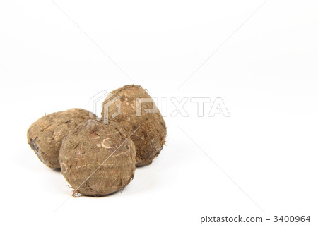 Taro Taro 3400964