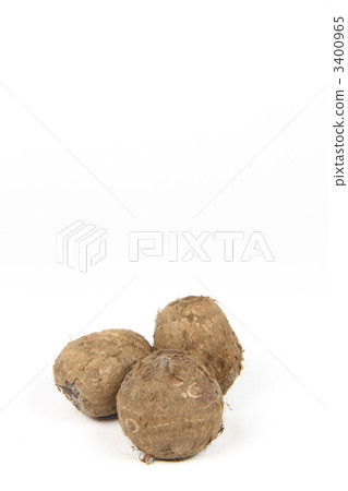 Taro Taro 3400965