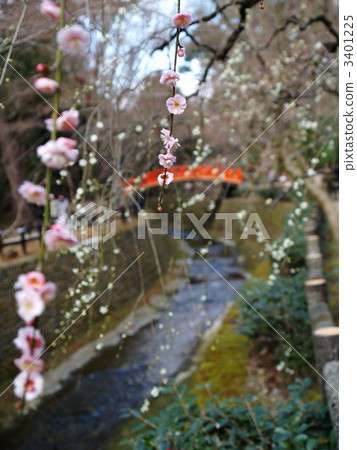 Plum and bridge Plum and bridge 3401225