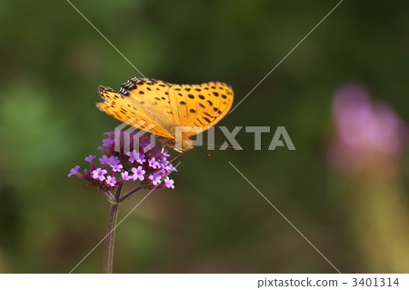 Zuma giuna Zuma giuna 3401314