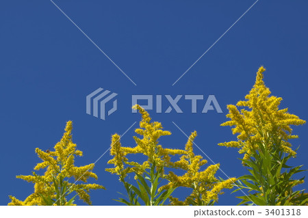 Seiitokawadassi 3401318