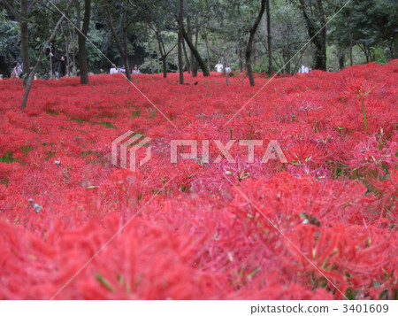 cluster amaryllis, flower garden, flower field 3401609