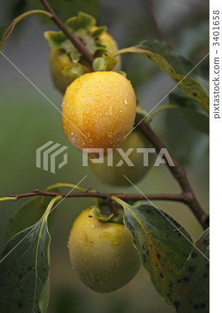 Shibu  -  kun 3401658