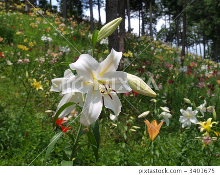 Tani Suiri Garden · Up of white lily Tani Suiri Garden · Up of white lily 3401675