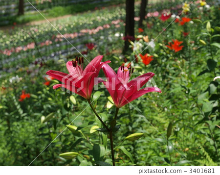 Yuzuru Yurien，紫色的百合花 3401681