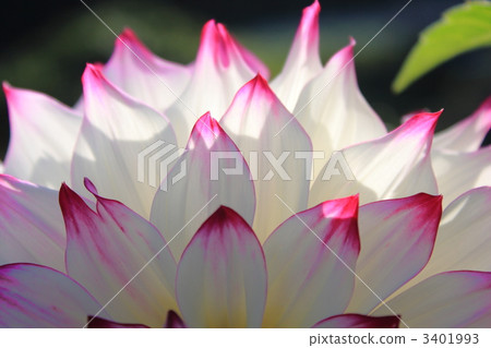 Dahlia petals 3401993