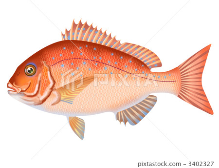 Red sea bream 3402327
