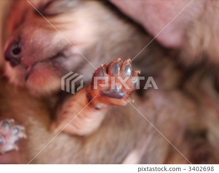 Thiwax puppy's meat ball 3402698